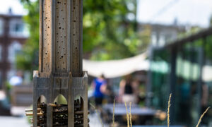 30 mei: Bijenhotel en limonade maken - The Green House